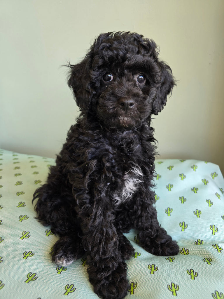 Cavoodle Toy 1436 Male