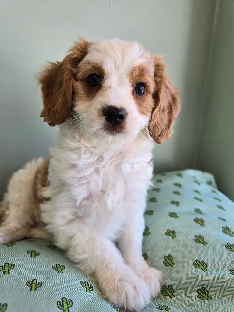 Cavoodle Toy 6116 Male