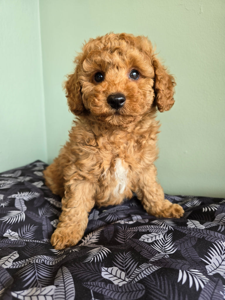 Cavoodle Toy 1549 Male