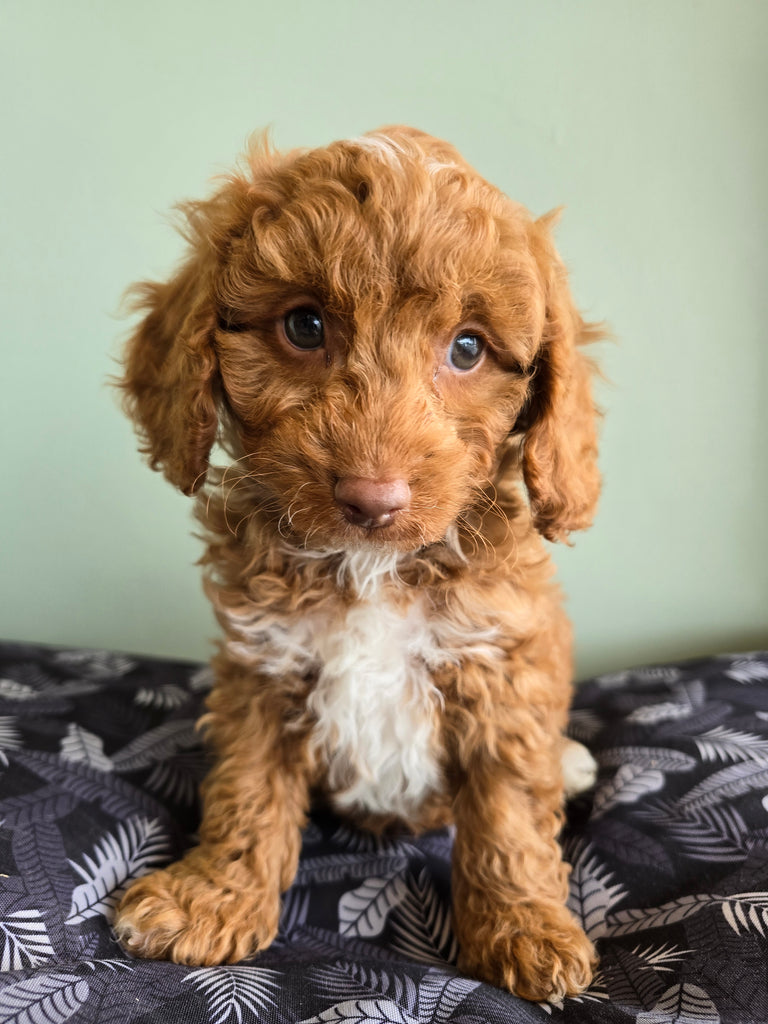 Cavoodle Toy 1555 Male