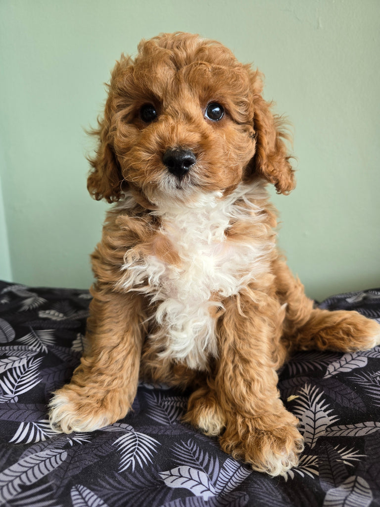 Cavoodle Toy 1541 Male