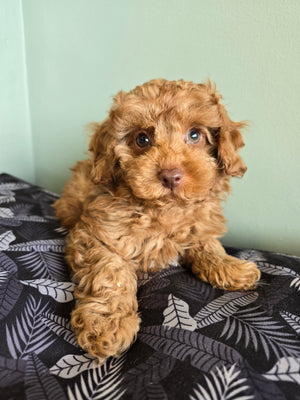 Cavoodle Toy 1559 Male