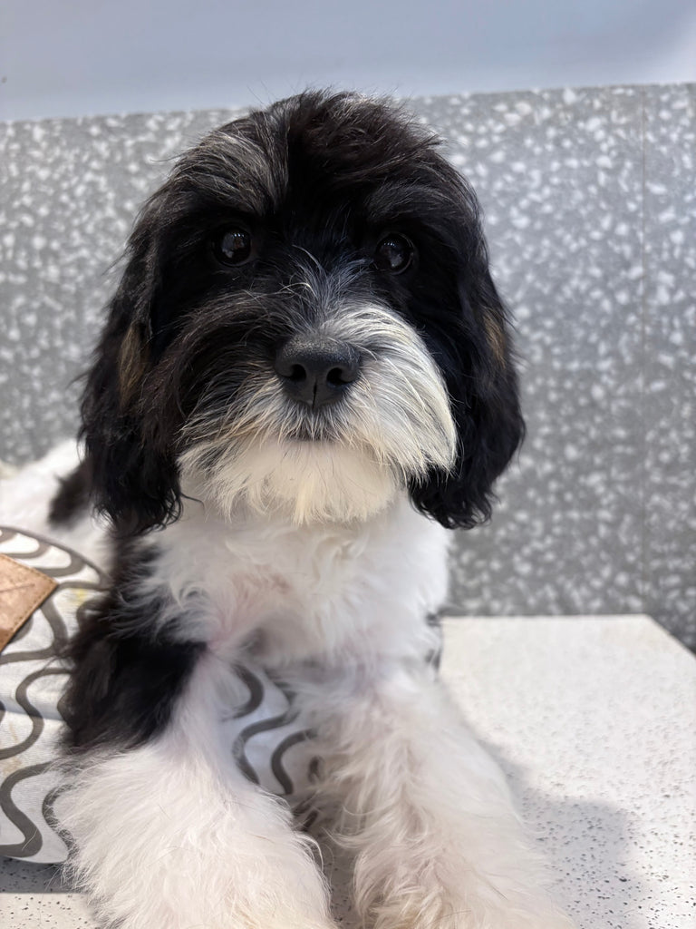 Miniature Cavoodle Male 6677
