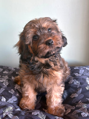 Mini Cavoodle ~ Reserved ~